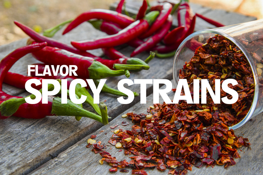 Experience Flavor: Spicy Strains To Try
