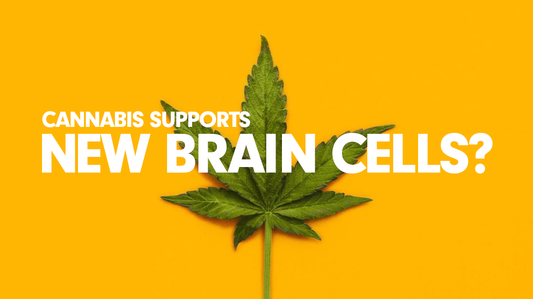 New Research: Cannabis Supports Growth Of New Brain Cells