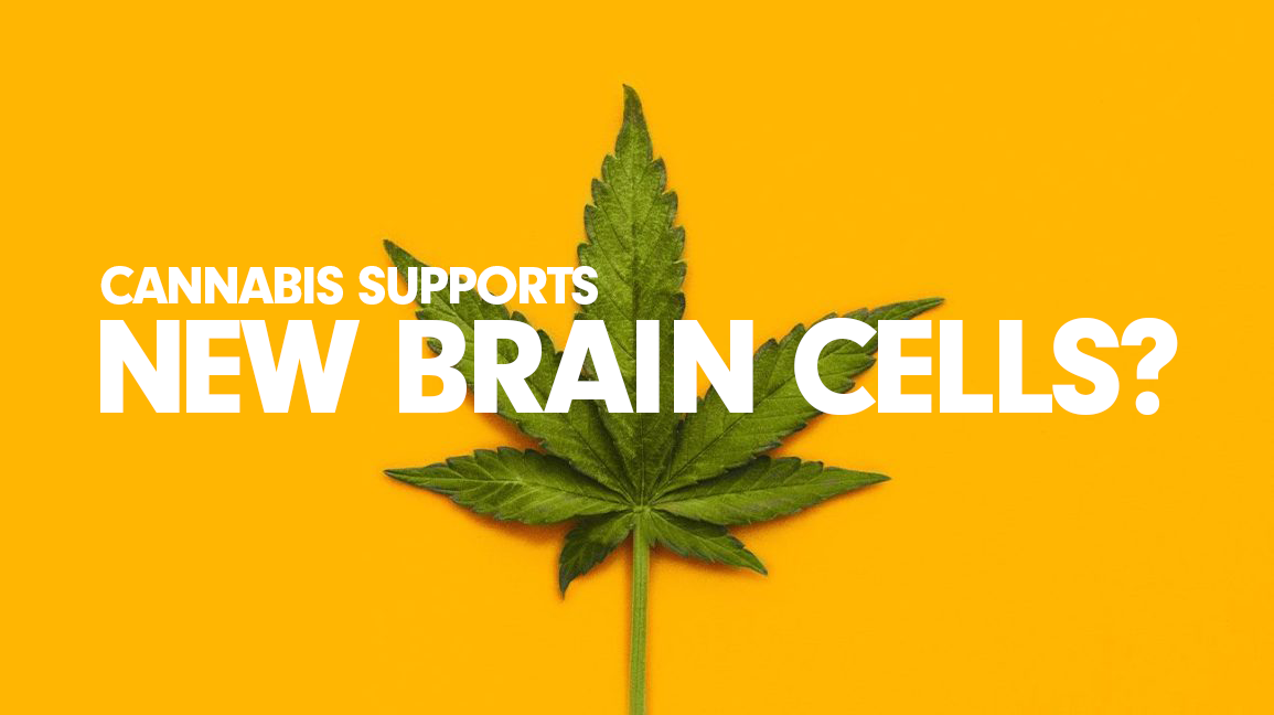 New Research: Cannabis Supports Growth Of New Brain Cells