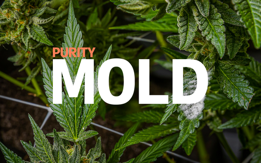 How Cannabis Molds, And What To Do About It