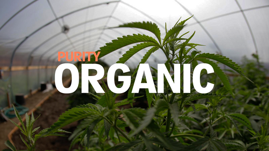 Switzerland's Recreational Cannabis: Organic Only