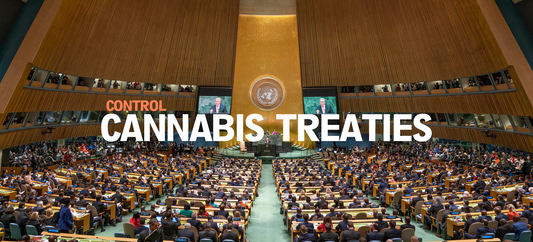 United Nations: Control Treaties For Cannabis May Be Out Of Date