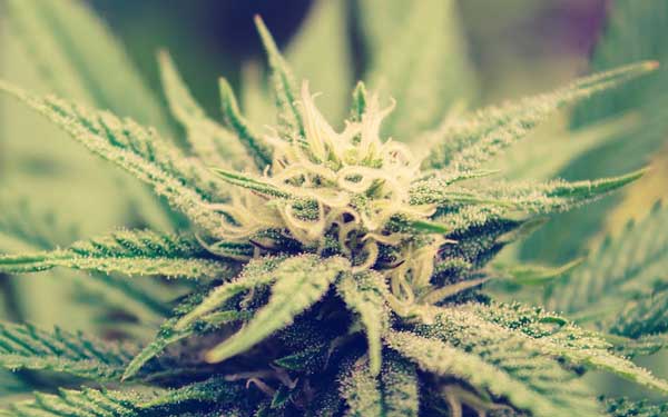 The Benefits Of Vaping Weed