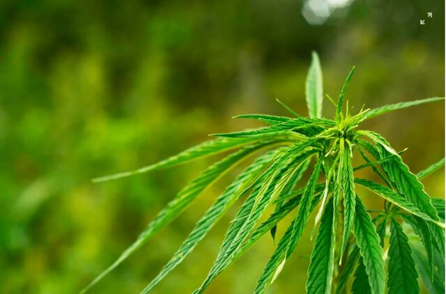 Understanding the Origin of CBD: A Comprehensive Guide