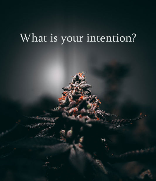 Consuming with Intention - The Secret of the Marijuana Plant