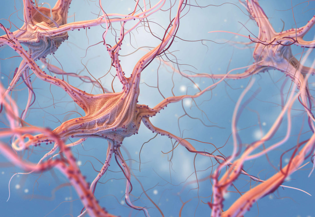 HOW DO CANNABINOIDS WORK?