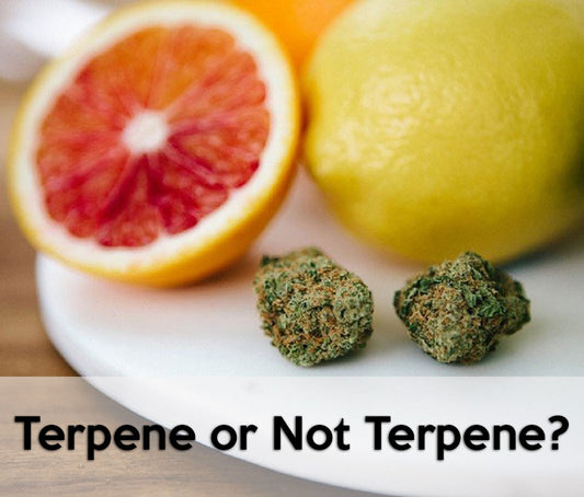 Terpenes Definition - Everything You Need To Know About Plant Terpenes